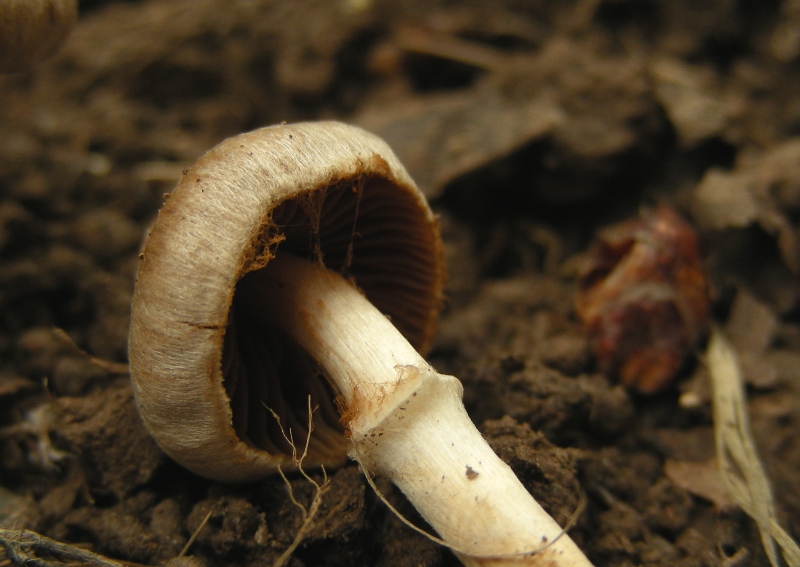 Primo insuccesso micro: Inocybe (cfr. Cortinarius sp.)